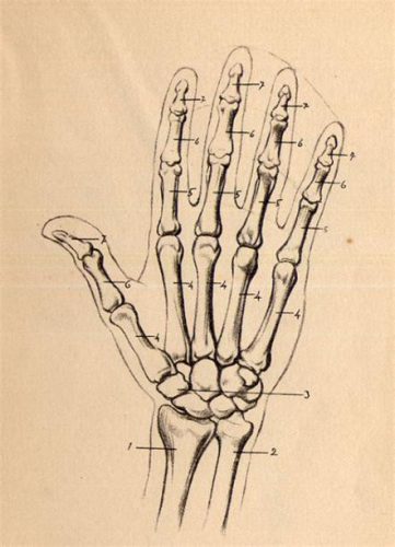 Cómo dibujar Los Huesos De La Mano En Tu Mano Paso a Paso Muy Fácil