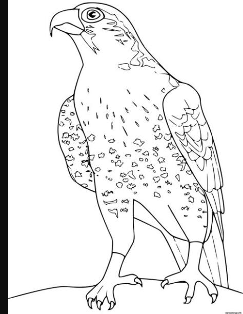 Coloriage faucon - JeColorie.com: Aprende como Dibujar y Colorear Fácil, dibujos de A Falco, como dibujar A Falco para colorear e imprimir