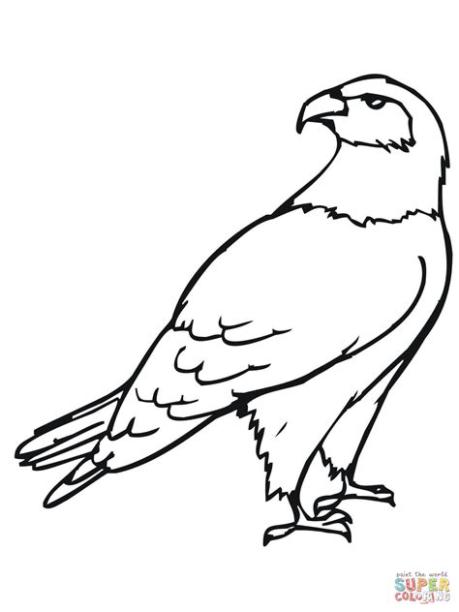 Hawk Bird coloring page | Free Printable Coloring Pages: Aprender a Dibujar y Colorear Fácil con este Paso a Paso, dibujos de A Hawks, como dibujar A Hawks paso a paso para colorear