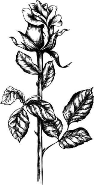 Dibujos de rosas para colorear - VIX: Dibujar Fácil con este Paso a Paso, dibujos de A Lapiz Una Rosa, como dibujar A Lapiz Una Rosa paso a paso para colorear