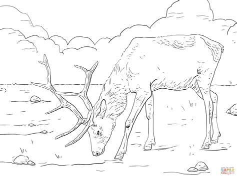 Manitoban Elk coloring page | Free Printable Coloring Pages: Aprende como Dibujar Fácil con este Paso a Paso, dibujos de A Taiga, como dibujar A Taiga para colorear
