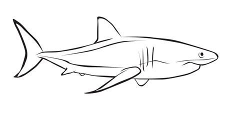 Imagenes de un tiburon para colorear - Imagui: Dibujar Fácil, dibujos de A Un Tiburon Blanco, como dibujar A Un Tiburon Blanco para colorear