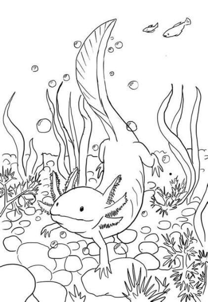 axolotl coloring page | axolotl line drawing b | Ajolote: Aprender como Dibujar Fácil, dibujos de Ajolotes, como dibujar Ajolotes para colorear
