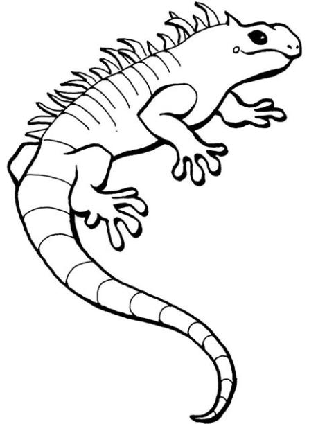 Dibujos infantiles de lagartos para colorear (6): Aprende a Dibujar y Colorear Fácil con este Paso a Paso, dibujos de Al Lagarto, como dibujar Al Lagarto para colorear e imprimir