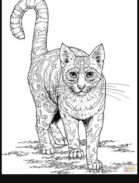 Dibujo de Ocelote Realista de Frente para colorear: Dibujar y Colorear Fácil, dibujos de Animales Realista, como dibujar Animales Realista para colorear