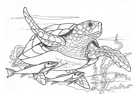 Dibujos animales marinos para colorear para niños: Aprende como Dibujar y Colorear Fácil con este Paso a Paso, dibujos de Animales Realistases, como dibujar Animales Realistases para colorear
