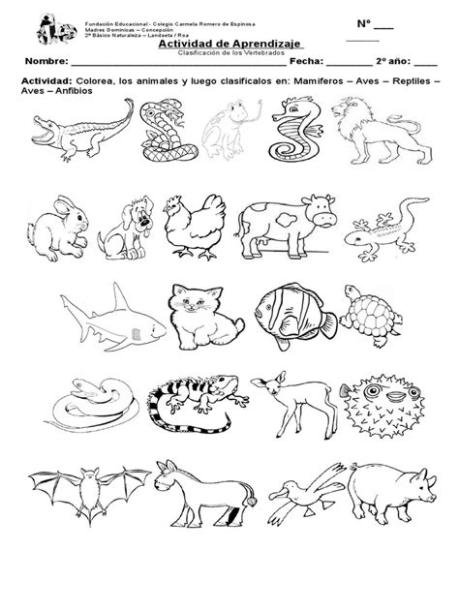 Imagenes De Animales Invertebrados Para Colorear: Aprende como Dibujar Fácil, dibujos de Animales Vertebrados, como dibujar Animales Vertebrados paso a paso para colorear