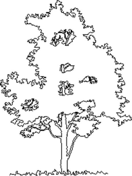 Magnolia Tree 2D DWG Elevation for AutoCAD • Designs CAD: Aprende a Dibujar y Colorear Fácil, dibujos de Arboles Autocad, como dibujar Arboles Autocad para colorear e imprimir