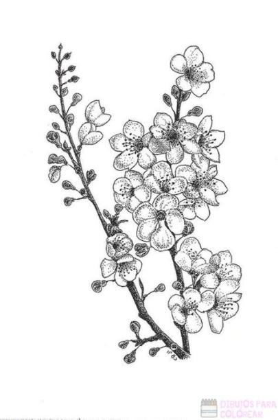 ᐈ Dibujos de cerezos【+1000】Para colorear Hoy: Dibujar Fácil, dibujos de Arboles De Cerezo, como dibujar Arboles De Cerezo paso a paso para colorear
