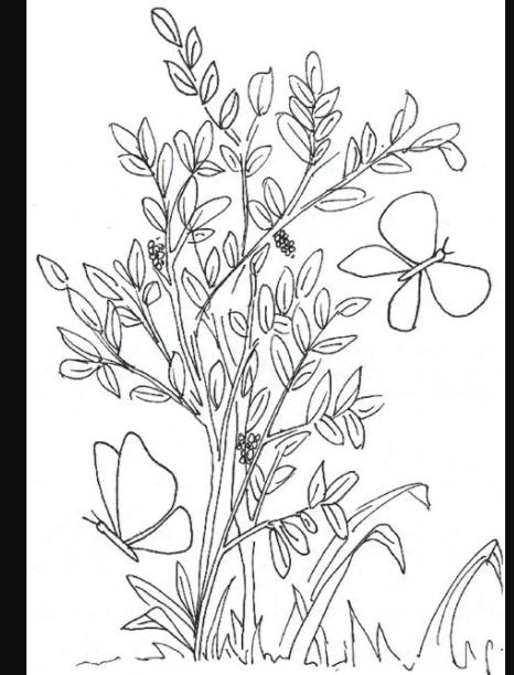 Arboles arbustos y hierbas para colorear - Imagui: Aprender como Dibujar Fácil, dibujos de Arbustos En Planta, como dibujar Arbustos En Planta para colorear