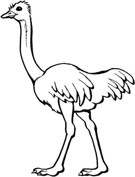 avestruz para colorear 🥇 ¡DIBUJOS para imprimir y pintar!: Aprende a Dibujar y Colorear Fácil con este Paso a Paso, dibujos de Avestruz, como dibujar Avestruz paso a paso para colorear