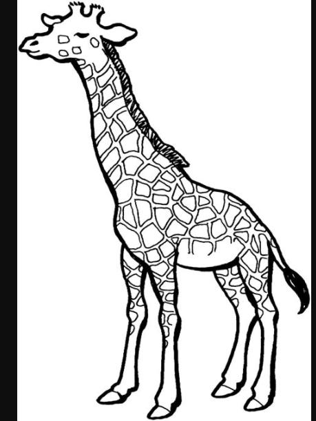 Jirafa (Animales) – Colorear dibujos gratis: Aprender a Dibujar Fácil con este Paso a Paso, dibujos de Bien Animales, como dibujar Bien Animales para colorear