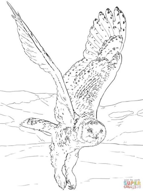 Snowy Owl | Búhos. Dibujos. Dibujos sencillos para niños: Aprende como Dibujar y Colorear Fácil, dibujos de Buhos Realistas, como dibujar Buhos Realistas para colorear e imprimir
