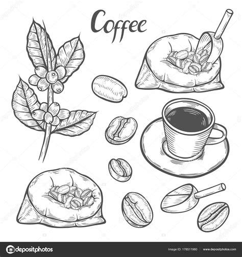 Imágenes: rama de cafe para colorear | Rama de la planta: Aprender como Dibujar Fácil con este Paso a Paso, dibujos de Cafe, como dibujar Cafe paso a paso para colorear