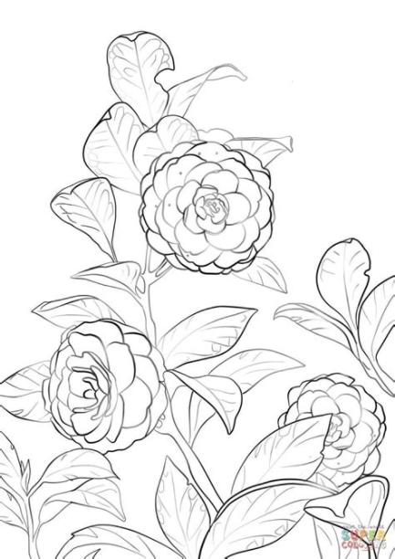 Japanese Camellia | Desenhos de linha flor. Flores para: Aprende como Dibujar Fácil con este Paso a Paso, dibujos de Camelias, como dibujar Camelias para colorear