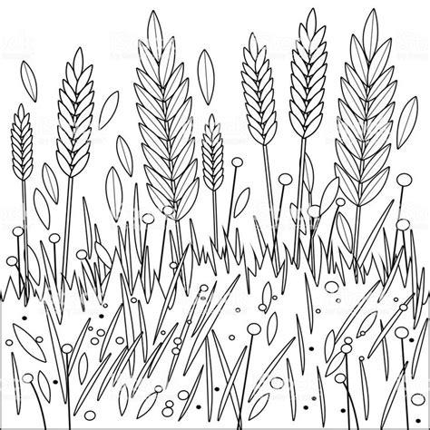 Vector Illustration of wheat or barley growing on a field: Dibujar Fácil, dibujos de Campos De Cultivo, como dibujar Campos De Cultivo para colorear