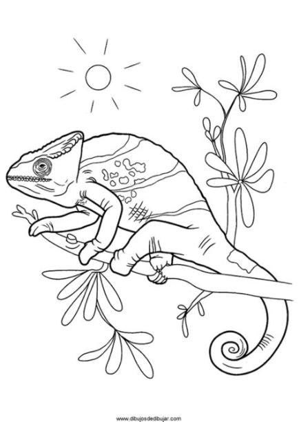 dibujos de camaleones para imprimir Archives - Dibujos de: Aprende a Dibujar y Colorear Fácil con este Paso a Paso, dibujos de Camuflaje, como dibujar Camuflaje para colorear