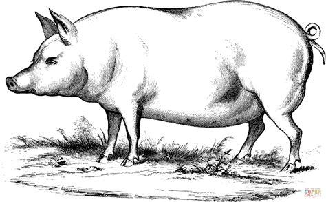 Dibujo de Ilustración de un Cerdo Doméstico para: Dibujar Fácil con este Paso a Paso, dibujos de Cerdo Realista, como dibujar Cerdo Realista para colorear e imprimir