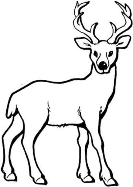 ciervo para colorear - Dibujosparacolorear.eu: Dibujar y Colorear Fácil, dibujos de Ciervo, como dibujar Ciervo para colorear