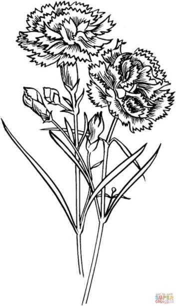 Dibujo de Flores de Clavel para colorear | Dibujos para: Dibujar y Colorear Fácil, dibujos de Claveles, como dibujar Claveles para colorear