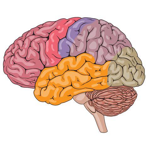 partes coloridas del cerebro humano 1166073 Vector en Vecteezy: Aprende como Dibujar Fácil con este Paso a Paso, dibujos de Con La Parte Derecha Del Cerebro, como dibujar Con La Parte Derecha Del Cerebro para colorear e imprimir