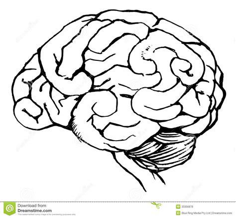 Cerebro humano stock de ilustración. Ilustración de: Aprender a Dibujar y Colorear Fácil, dibujos de Con La Parte Derecha Del Cerebro, como dibujar Con La Parte Derecha Del Cerebro paso a paso para colorear