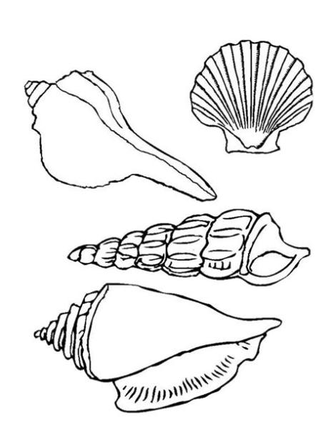 Los dibujos para colorear : Dibujos de conchas de mar para: Dibujar y Colorear Fácil con este Paso a Paso, dibujos de Conchas Marinas, como dibujar Conchas Marinas para colorear