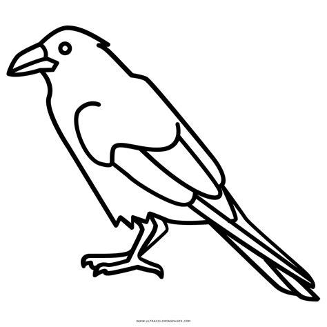 Cuervo Para Colorear: Aprender como Dibujar y Colorear Fácil con este Paso a Paso, dibujos de Cuervos, como dibujar Cuervos paso a paso para colorear
