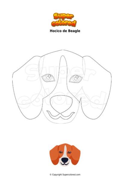 Dibujo para colorear Hocico de Beagle - Supercolored.com: Aprende a Dibujar Fácil, dibujos de El Hocico De Un Perro, como dibujar El Hocico De Un Perro para colorear e imprimir
