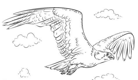 ÁGUILA » Datos de la famosa ave rapaz con dibujos para: Dibujar y Colorear Fácil, dibujos de El Ojo De Un Aguila, como dibujar El Ojo De Un Aguila para colorear