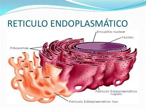 Reticulo endoplasmático: Aprender como Dibujar Fácil, dibujos de El Reticulo Endoplasmatico, como dibujar El Reticulo Endoplasmatico para colorear e imprimir
