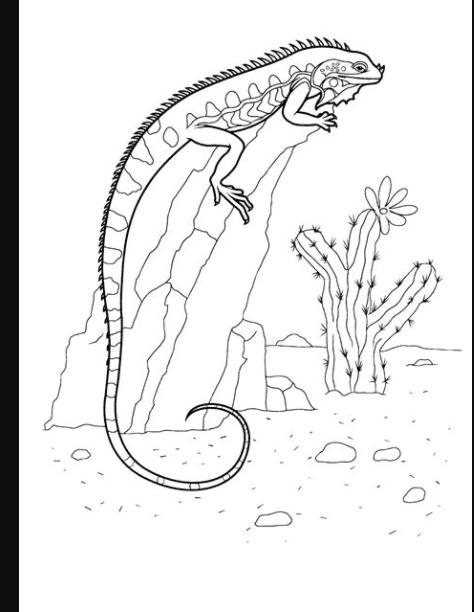 Dibujo para colorear - Iguana en una roca: Aprende como Dibujar Fácil con este Paso a Paso, dibujos de En Una Pagina Web, como dibujar En Una Pagina Web para colorear