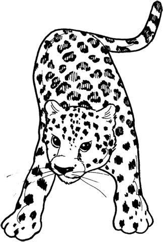 Leopardo de Frente Dibujo para colorear | Leopardo dibujo: Aprender a Dibujar Fácil, dibujos de Estampado De Leopardo, como dibujar Estampado De Leopardo para colorear