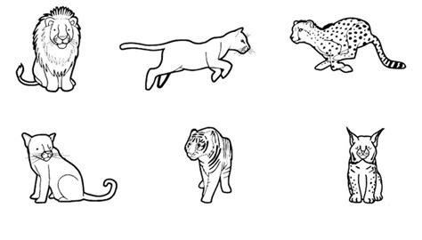 Felinos: dibujo para colorear e imprimir: Dibujar Fácil con este Paso a Paso, dibujos de Felino, como dibujar Felino paso a paso para colorear