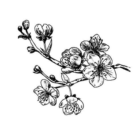 Flor de cerezo para colorear. pintar e imprimir: Dibujar y Colorear Fácil, dibujos de Flor De Cerezo, como dibujar Flor De Cerezo para colorear e imprimir