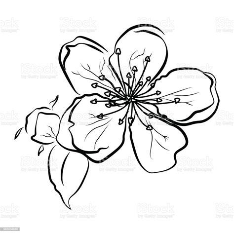 Colorear Flor De Cerezo Japones Dibujo - decorados: Aprender a Dibujar Fácil con este Paso a Paso, dibujos de Flor De Cerezo, como dibujar Flor De Cerezo paso a paso para colorear
