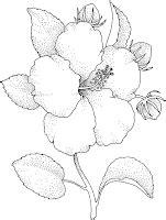 Dibujos de flores para imprimir y colorear: Dibujo de una: Aprende como Dibujar Fácil, dibujos de Flores Chinas, como dibujar Flores Chinas para colorear