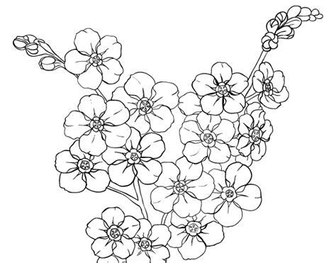 Dibujos para Colorear pintar e imprimir | Flor de cerezo: Dibujar y Colorear Fácil con este Paso a Paso, dibujos de Flores De Cerezo, como dibujar Flores De Cerezo paso a paso para colorear