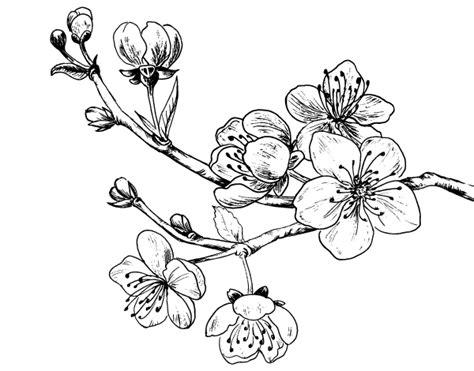 Dibujo de Rama de cerezo para Colorear | Flor de cerezo: Dibujar y Colorear Fácil, dibujos de Flores De Cerezo, como dibujar Flores De Cerezo para colorear