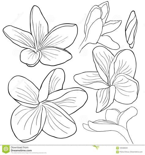 Flor Hawaiana Dibujo Para Colorear - Flores facil Pedicure: Dibujar y Colorear Fácil, dibujos de Flores Hawaianas, como dibujar Flores Hawaianas paso a paso para colorear