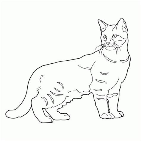 89 Dibujos de gatos para imprimir y colorear | Colorear: Aprende a Dibujar Fácil, dibujos de Gatos Reales, como dibujar Gatos Reales para colorear