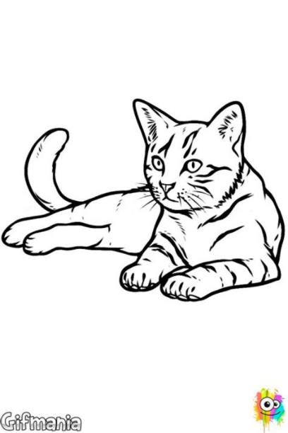 Dibujo de gato realista para Colorear | Dessin chat facile: Dibujar Fácil, dibujos de Gatos Realistas, como dibujar Gatos Realistas para colorear