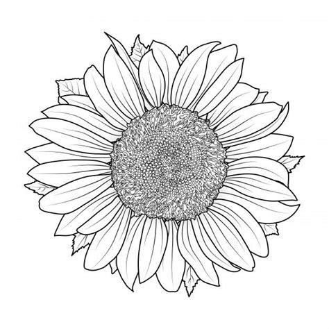Sunflower For Coloring Book | Flower art drawing: Dibujar y Colorear Fácil, dibujos de Girasoles Realistas, como dibujar Girasoles Realistas para colorear