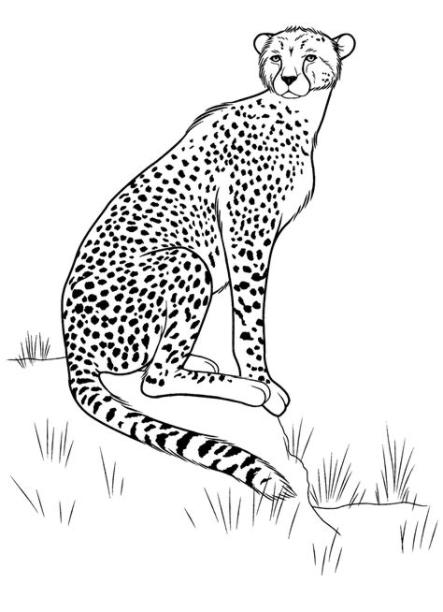 Dibujo para colorear - Guepardo en la caza: Dibujar y Colorear Fácil, dibujos de Guepardos, como dibujar Guepardos para colorear