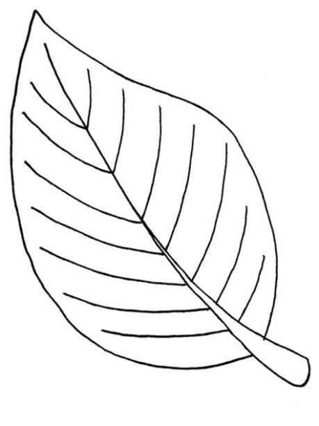 imprimir hojas de arboles - Buscar con Google | Hojas para: Dibujar Fácil con este Paso a Paso, dibujos de Hojas Arboles, como dibujar Hojas Arboles para colorear