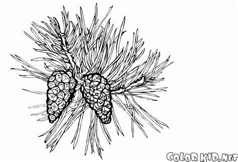 Dibujo para colorear - Árbol de pino en flor: Aprender como Dibujar Fácil con este Paso a Paso, dibujos de Hojas De Pino, como dibujar Hojas De Pino para colorear
