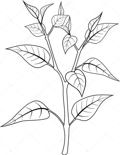 Página para colorear con planta — Vector de stock: Aprende a Dibujar Fácil, dibujos de Hojas De Plantas, como dibujar Hojas De Plantas para colorear e imprimir