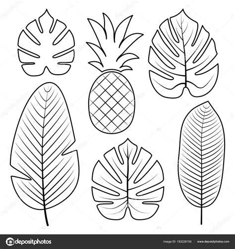 Colección de hojas tropicales. Ilustración de vector: Dibujar y Colorear Fácil, dibujos de Hojas Tropicales, como dibujar Hojas Tropicales para colorear e imprimir
