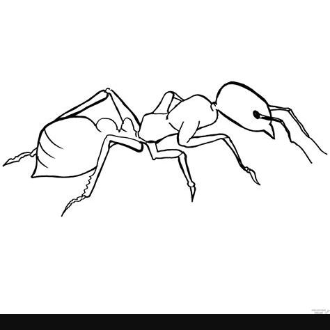 磊 Dibujos de Hormigas【190】para dibujar: Dibujar y Colorear Fácil con este Paso a Paso, dibujos de Hormigas Para Niños, como dibujar Hormigas Para Niños para colorear