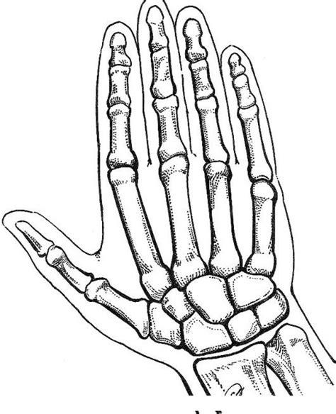 Dibujo de los hueso mano - Imagui: Aprender a Dibujar y Colorear Fácil, dibujos de Huesos De La Mano, como dibujar Huesos De La Mano para colorear e imprimir